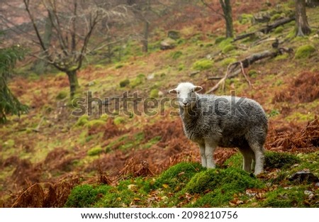 A single Herdwick sheep stands in an autumnal scene in the English Lake District, Cumbria