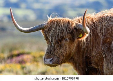 3,024 Shaggy cows with horns Images, Stock Photos & Vectors | Shutterstock