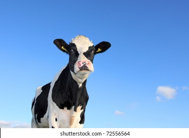 Single Holstein cow against blue sky