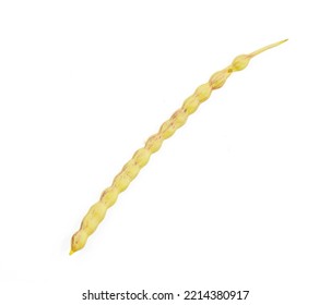 A single Honey Mesquite tree seed pod isolated on a white background
