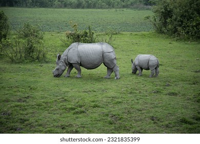 Single horned Rhino with baby Rhino at a wild life sanctuary