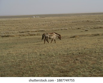 Single Horse In Mongolian Grassland. Yurt In The Distance