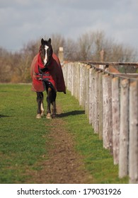 A single horse in a rug walks in a paddock.