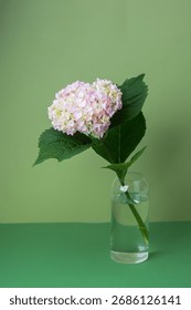  Single hydrangea in vase with green background – ideal for botanical still life or home decor 