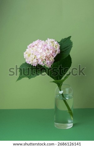  Single hydrangea in vase with green background – ideal for botanical still life or home decor 