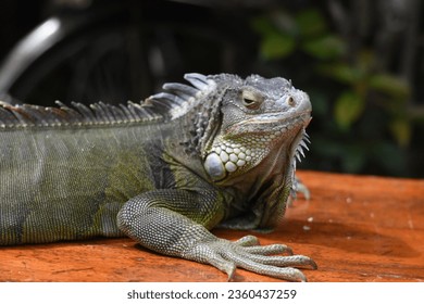 single iguana sun bathing at bench