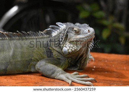 single iguana sun bathing at bench