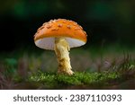 Single image of mushroom manita muscaria, commonly known as the fly agaric or fly amanita. This type is commonly called a toadstool. 