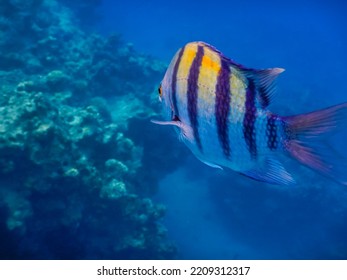 Single Indopazific Sergeant Fish Swimming Between Corals While Diving