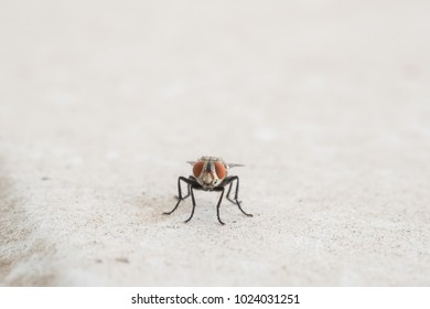 A single  insect fly on a white scene. - Shutterstock ID 1024031251