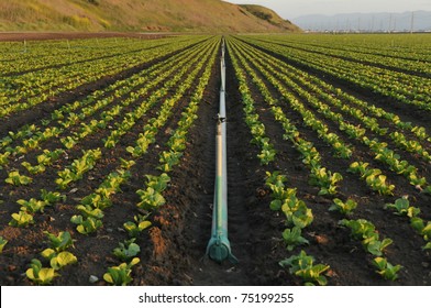 A Single Irrigation Pipe Lays In A Field Of Plants