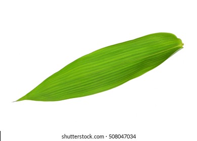 Single Isolated Bamboo leaf texture 