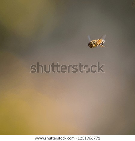 Similar – Image, Stock Photo sum Wild animal Bee Flock