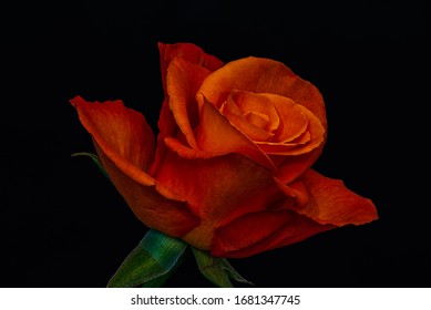 single isolated dark red orange rose blossom,green leaves,stem,on black background, fine art still life vintage painting style macro of an open bloom 