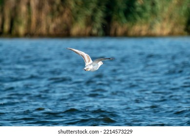 112,744 Long Wings Bird Images, Stock Photos & Vectors | Shutterstock