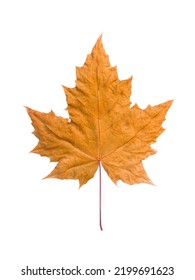 Single Isolated Golden Maple Leaf