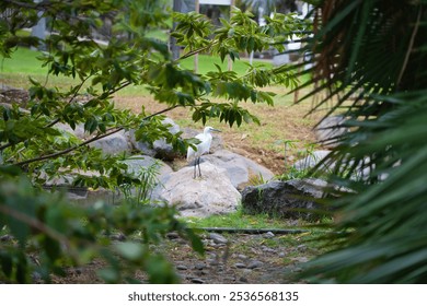 A single isolated Gray heron bird head silhouette standing on the grass in the park gray heron, bird silhouette, isolated bird, heron head, park setting, grassy area, wildlife observation nature scene - Powered by Shutterstock