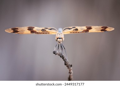 Single isolated Halloween pennant dragonfly, Celithemis, on twig looking directly at camera, macro closeup detail, clean background copy space