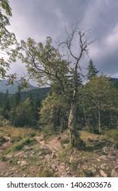 single isolated large big tree in nature environment with huge trunk and foliage around - vintage retro film look