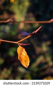 a single isolated leaf of Common Beech (Fagus sylvatica) in the Autumn early morning sun