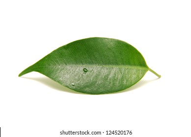 Single Isolated Leaf On A White Background