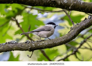 Single isolated light black and yellow blue tit sitting on the wooden stick with the beige green blurred background during the day European birds, birds wintering in the country, bird feathers flying - Powered by Shutterstock