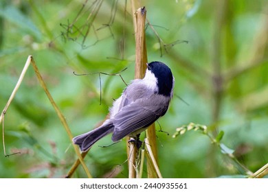 Single isolated light black and yellow blue tit sitting on the wooden stick with the beige green blurred background during the day European birds, birds wintering in the country, bird feathers flying - Powered by Shutterstock