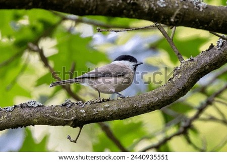 Single isolated light black and yellow blue tit sitting on the wooden stick with the beige green blurred background during the day European birds, birds wintering in the country, bird feathers flying