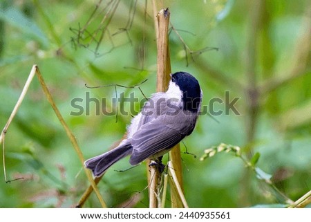 Single isolated light black and yellow blue tit sitting on the wooden stick with the beige green blurred background during the day European birds, birds wintering in the country, bird feathers flying