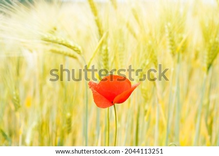 Similar – Poppy flower in a cereal field