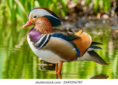 A single isolated rare Mandarin Duck, European species birds ducks, beatiful colored duck, colored featers during spring bird nesting season, male Mandarin duck, red yellow rainbow duck bird nature  - Powered by Shutterstock