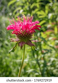 Single Isolated  Red Monarda Fistulosa, The Wild Bergamot Or Bee Balm Flower On A Field.