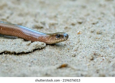 A Single Isolated Snake Closeup Macro Snake Head With Brown Eyes And Shiny Greasy Snake Skin On A Beach Yellow Sand                               