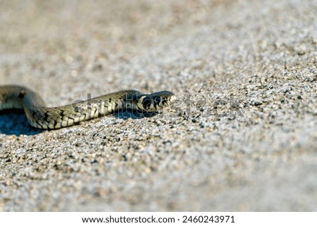 A single isolated snake closeup macro snake head with brown eyes and shiny greasy snake skin on a beach yellow sand, lizard macro natural nature non-venomous poison poisonous snake on sand