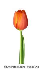 Single isolated tulip