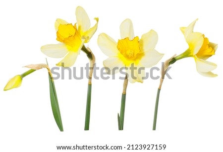 Single isolated yellow flowers Daffodils on white background. Spring season bloom of Jonquil. Blossom of spring flowers narcissus. Celebrating of St. David's Day