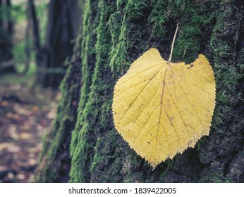 Single isolated yellow leaf on a tree bark covered with green moss.