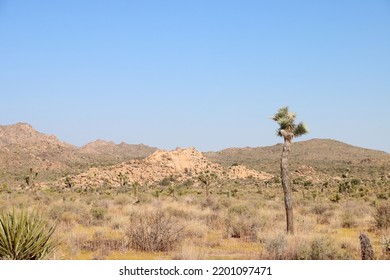 Single isolated yucca plant in Joshua Tree national park with yellow grass in foreground and blue skies in background. Nature and landscape in Californian desert. 