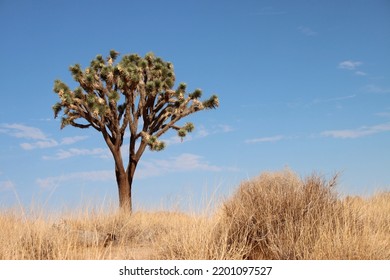 Single isolated yucca plant in Joshua Tree national park with yellow grass in foreground blue skies and small clouds in background. Nature and landscape in Californian desert. centered perfect tree.