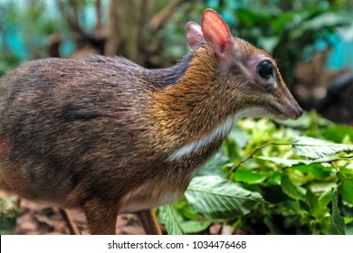 39 Java Mouse Deer Images, Stock Photos & Vectors | Shutterstock