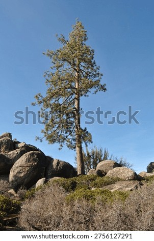 Single Jeffrey pine tree among boulders at Lake Tahoe Basin Management Unit Forest in California