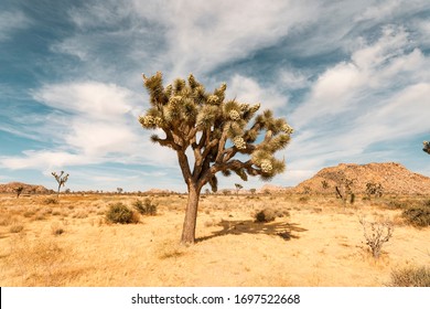 Single Joshua Tree in Desert Up Close 