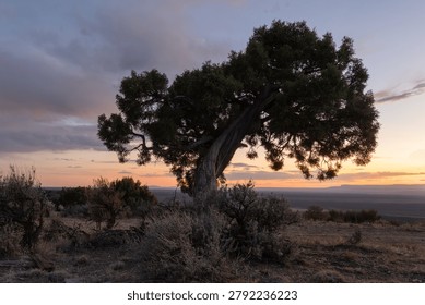 A single juniper tree twisted by wind and weather growing among the sagebrush rises up in front of a sunset landscape in the Northern Arizona USA desert.