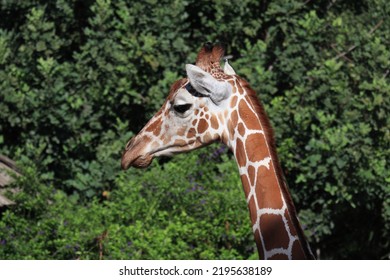 6,227 Profile Giraffe Images, Stock Photos & Vectors | Shutterstock