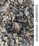 A single killdeer egg hidden in plain sight in a ground nest of gray gravel