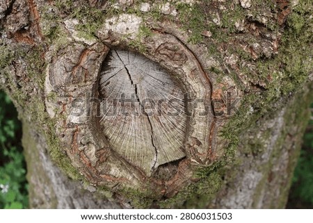 A single knot in a tree close up of the rings and bark of the tree