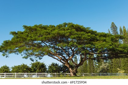 Single Koa Tree Acacia Koa Kauai Hawaii