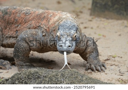 Single Komodo Dragon staring at camera with forked tongue sticking out