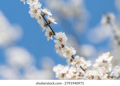 Single laden branch in sharp focus against sky, crisp white flowers and fine stamens highlighted by natural light, minimalist composition for botanical editorial use