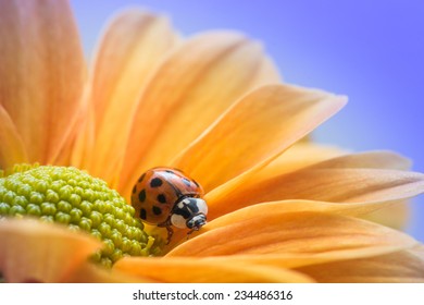 A single ladybug explores a yellow daisy.